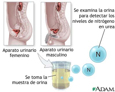 Prueba de nitr&oacute;geno