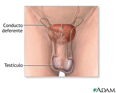 Anatom&iacute;a reproductiva masculina