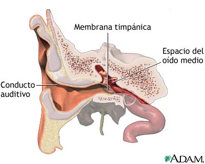 Anatom&iacute;a normal
