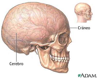 Anatom&iacute;a normal