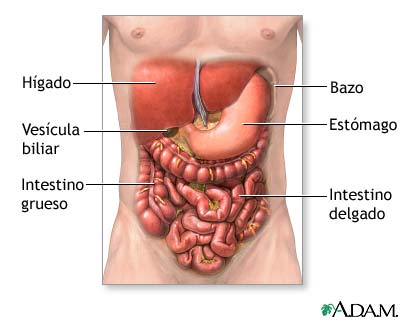 Anatom&iacute;a normal