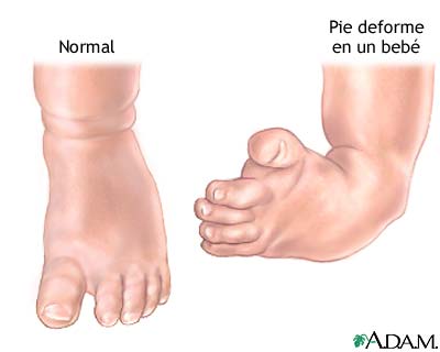 Anatom&iacute;a normal