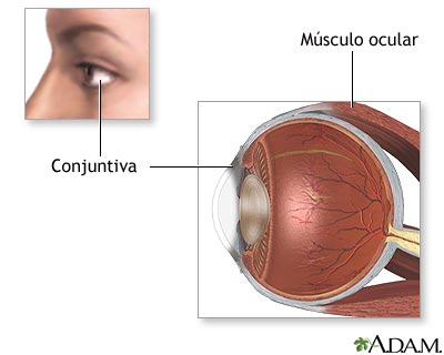 Anatom&iacute;a normal