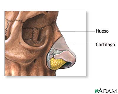 Anatom&iacute;a normal