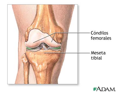 Anatom&iacute;a normal