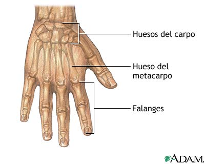 Anatom&iacute;a normal