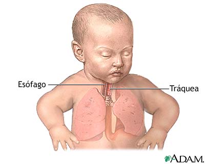 Anatom&iacute;a normal