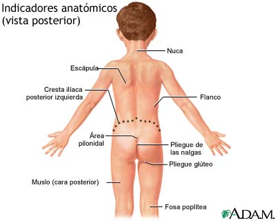 Vista posterior de puntos de referencia anat&oacute;micos