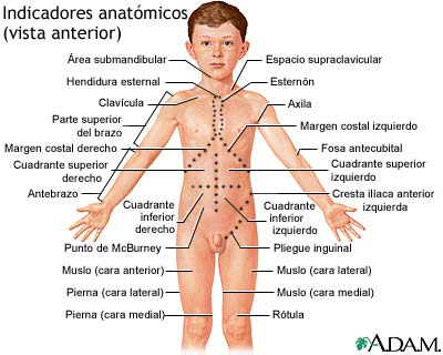 Vista anterior de puntos de referencia anat&oacute;micos