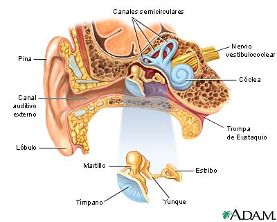 Anatom&iacute;a del o&iacute;do