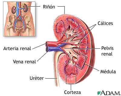 Anatom&iacute;a del ri&ntilde;&oacute;n
