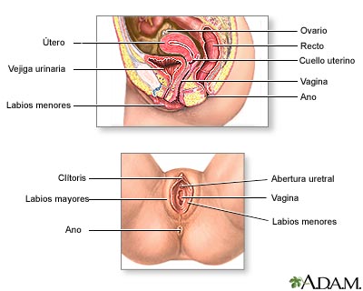Anatom&iacute;a reproductiva femenina