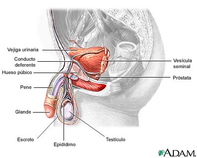Anatom&iacute;a reproductiva masculina