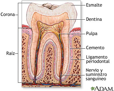 Anatom&iacute;a del diente