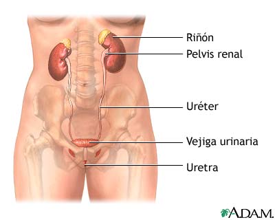 Tracto urinario femenino