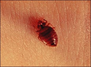 Vista de cerca de un chinche