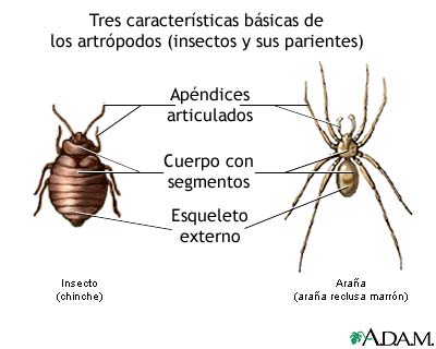 Caracter&iacute;sticas b&aacute;sicas de los artr&oacute;podos