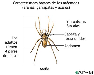 Caracter&iacute;sticas b&aacute;sicas de los ar&aacute;cnidos