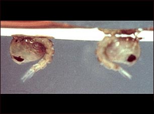 Cris&aacute;lida del mosquito