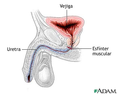 Anatom&iacute;a normal