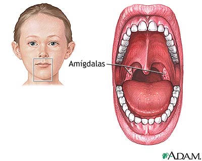 Anatom&iacute;a normal