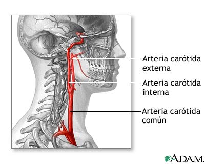 Anatom&iacute;a normal