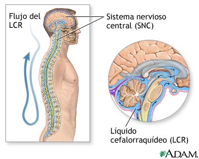 Anatom&iacute;a normal