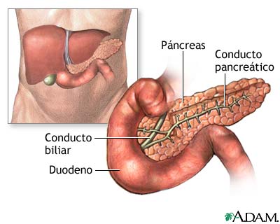Anatom&iacute;a normal