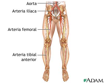 Anatom&iacute;a normal