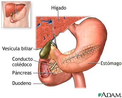 Anatom&iacute;a normal