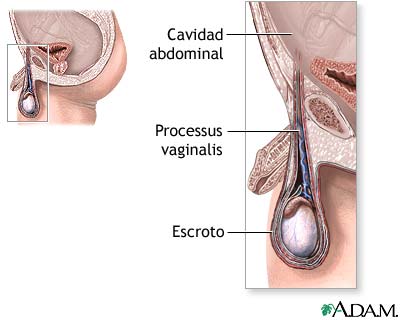 Anatom&iacute;a normal