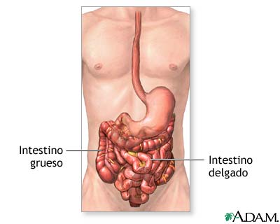 Anatom&iacute;a normal