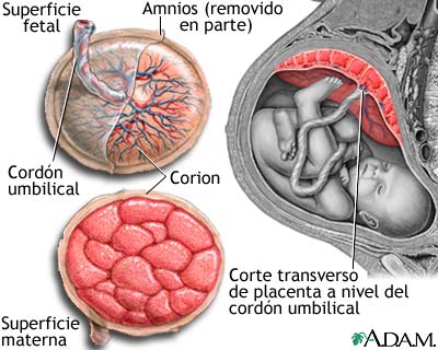 Anatom&iacute;a de la placenta normal