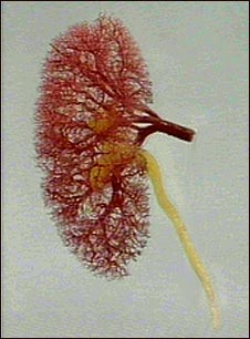 Flujo de sangre y orina en el ri&ntilde;&oacute;n