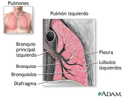 Anatom&iacute;a de los pulmones