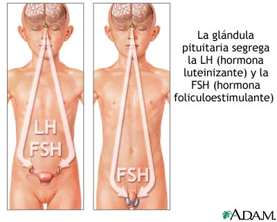 Hormonas hipofisarias