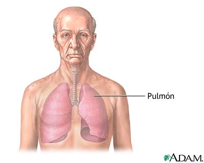 Los pulmones
