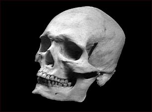 Cr&aacute;neo de un adulto