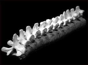 V&eacute;rtebras tor&aacute;cicas (parte media de la espalda)