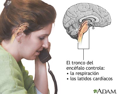 Funci&oacute;n del tronco del enc&eacute;falo