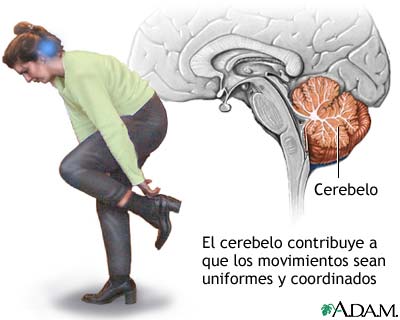 Funci&oacute;n del cerebelo