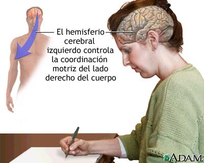 Funci&oacute;n del hemisferio cerebral izquierdo