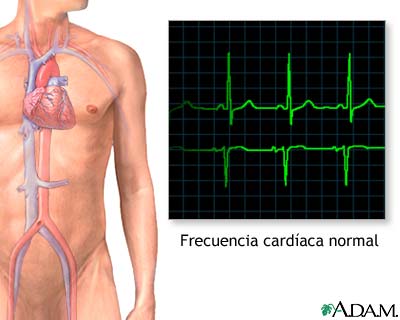 Ritmo card&iacute;aco normal