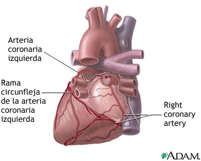 Arterias card&iacute;acas posteriores