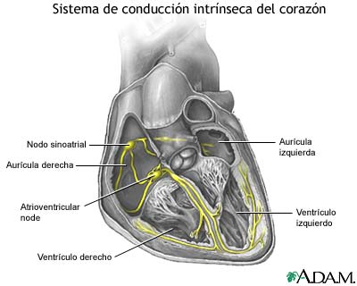 Sistema de conducci&oacute;n card&iacute;aca