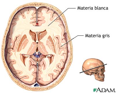 Materia gris y blanca del cerebro