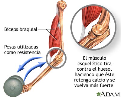 Ejercicio y mantenimiento de los huesos