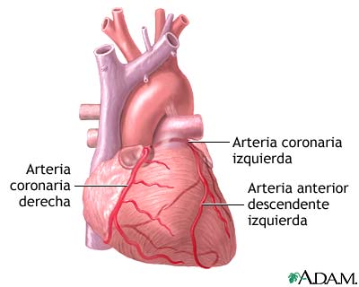 Anatom&iacute;a normal