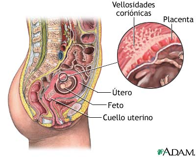 Anatom&iacute;a normal