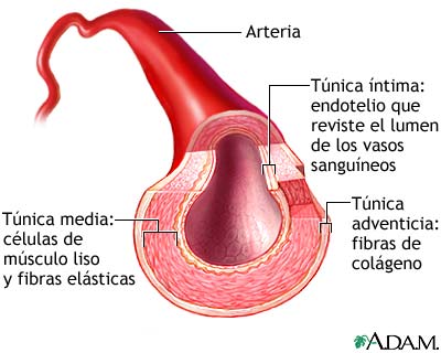 Corte transversal de una arteria